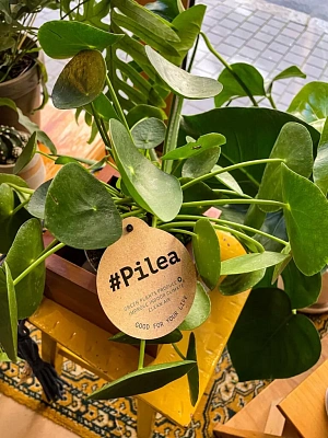 Průvodce džunglí pokojovek #2 Pilea