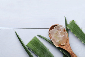 Průvodce džunglí pokojovek #3 Aloe Vera