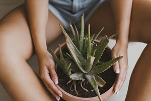 Průvodce džunglí pokojovek #3 Aloe Vera