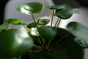 Průvodce džunglí pokojovek #2 Pilea