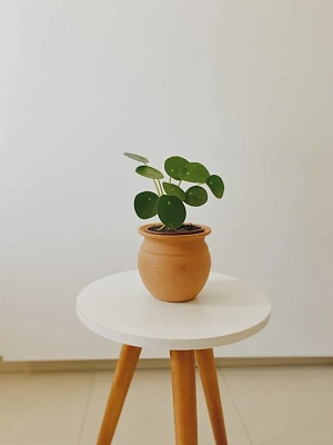 Průvodce džunglí pokojovek #2 Pilea